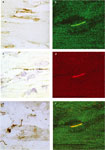 Figure 4 - Unfortunately we are unable to provide accessible alternative text for this. If you require assistance to access this image, please contact help@nature.com or the author